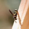 Leucospis sp.